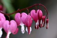 hearts-spring-pink-macro-flower-1396692.jpg