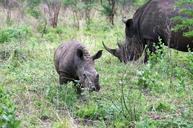 rhino-safari-south-africa-263339.jpg