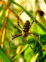 tiger-spider-wasp-spider-zebraspinne-1605652.jpg