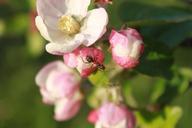 ant-apple-blossom-climbing-flower-87625.jpg