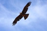 raptor-bird-of-prey-fly-76232.jpg