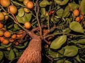 fruit-fruits-tangerines-tree-614084.jpg