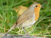 robin-bird-songbird-garden-bird-457648.jpg