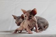 cats-sphinx-kittens-629066.jpg