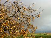 apples-nature-tree-452760.jpg