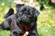 pug-dog-pet-lap-dog-purebred-dog-375461.jpg