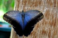 cream-owl-butterfly-nature-1394293.jpg