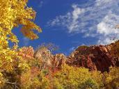 Zion national park tree with yellow leafs and hill.jpg