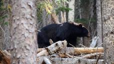 Black_bear,_San_Francisco_Peaks,_AZ.jpg