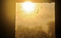 spider-webs-wet-droplets-sunlight-600495.jpg