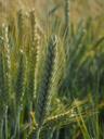 barley-barley-field-cereals-field-592501.jpg