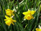 daffodils-narcissus-yellow-spring-444370.jpg