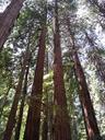 redwoods-muir-woods-forest-nature-1422141.jpg