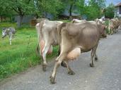 cow-dairy-cows-udder-impact-fully-359960.jpg