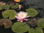 water-lily-lily-pond-water-nature-539070.jpg