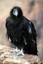 california-bird-condor-birds-387356.jpg