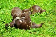 otter-animal-wildlife-photography-1657140.jpg