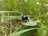 beetle-nature-insect-animal-fauna-424861.jpg