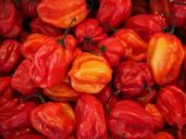 habaneros-chili-capsicum-chinense-499057.jpg