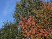 autumn-leaves-golden-golden-autumn-992562.jpg