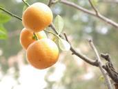 orange-fruit-plant-tree-nature-643170.jpg