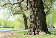 willow-tree-trunk-bark-landscape-1391891.jpg