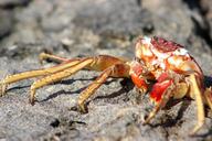 crab-wildlife-sea-nature-ocean-902734.jpg