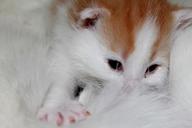 young-kittens-sweet-pet-baby-cat-1359552.jpg