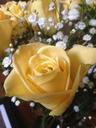 yellow-rose-baby-s-breath-flower-662741.jpg