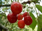 cherries-fruit-leaves-465247.jpg