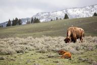 buffalo-cow-calf-bison-grazing-1238220.jpg