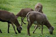 sheep-flock-of-sheep-cameroon-sheep-424454.jpg