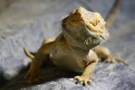 lizard-curious-reptile-zoo-exotic-279922.jpg