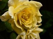 yellow-rose-garden-rain-flower-818407.jpg