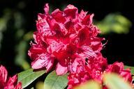 rhododendron-traub-notes-doldentraub-348143.jpg