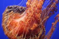 jellyfish-tentacles-sea-ocean-497525.jpg