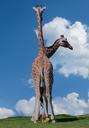 safari-giraffes-heads-zoo-africa-758625.jpg