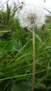 weed-dandelion-seeds-stalk-autumn-1681101.jpg