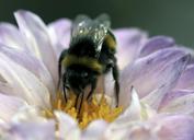 bee-pollen-insect-pollination-1102522.jpg