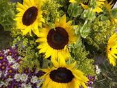 sunflowers-sunflower-plants-yellow-115061.jpg