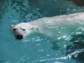 polar-bear-zoo-bear-water-wildlife-74383.jpg