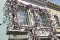 wisteria-flowers-chelsea-window-1498630.jpg