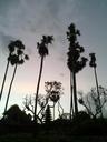 palm-trees-bali-saba-beach-648756.jpg