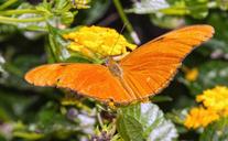 butterfly-flower-insect-nature-1610884.jpg