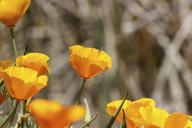 California_Poppies.jpg