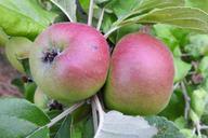 apple-apple-tree-fruit-summer-1510986.jpg