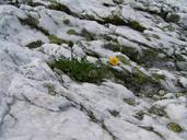 alpine-white-rock-lichen-614249.jpg