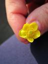 buttercup-yellow-flower-macro-1421192.jpg