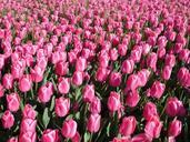 tulips-spring-flower-springtime-672272.jpg