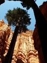 zion-national-park-pine-tree-utah-1684922.jpg